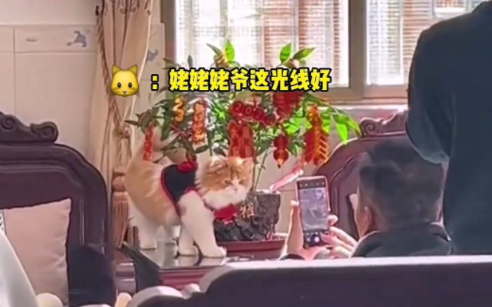 “老人与猫,陪伴是最平凡的幸福”哔哩哔哩bilibili