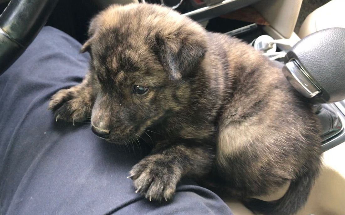 朋友送的极品小虎斑犬,带回家没一会又送回狗窝,与