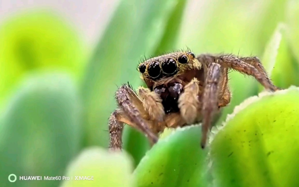 华为mate60pro的超微距长焦镜头真的还是有点东西的,华为遥遥领先了