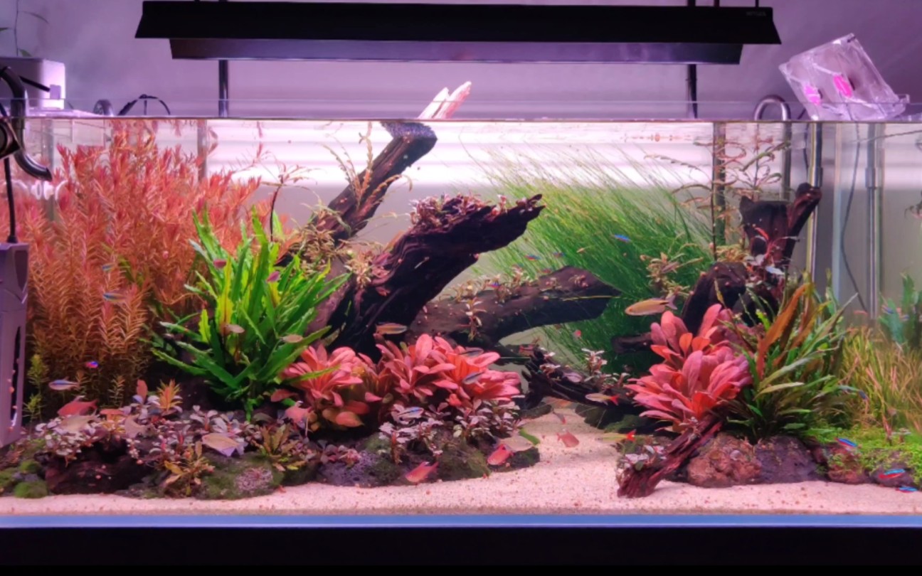 草缸 造景 灯鱼 水族分享