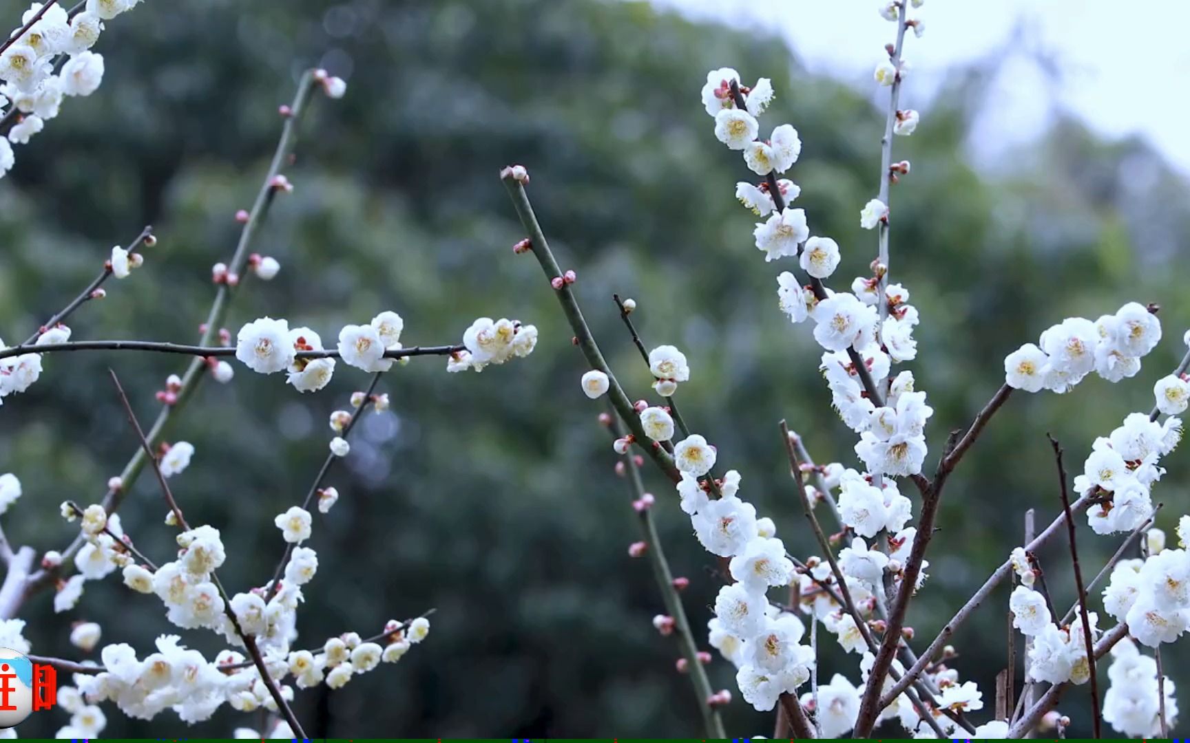 [图]巫娜古筝独奏《古琴禅修》往日时光