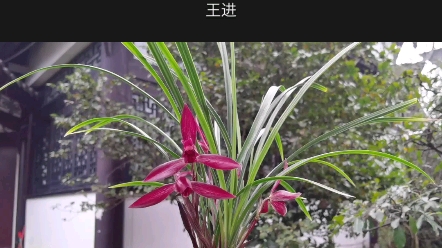 春兰红花典范,红塔宝石.哔哩哔哩bilibili