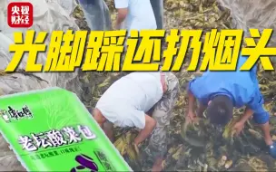 Tải video: 【315曝光】触目惊心！部分方便面老坛酸菜包竟是土坑腌制