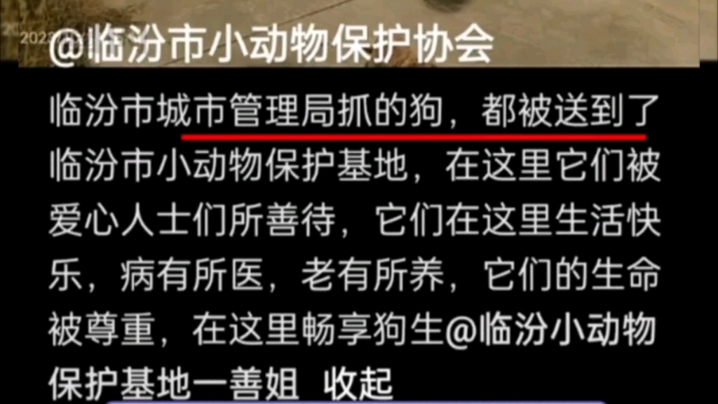 山西临汾上大分,明明有那么多方法处理问题,为什么有人偏偏要用最残忍的办法,看看山西临汾的做法,城管把流浪狗送往临汾市小动物保护基地哔哩哔...