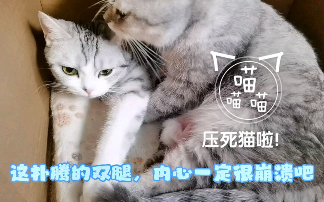 快压死猫啦!不靠谱的妈哔哩哔哩bilibili