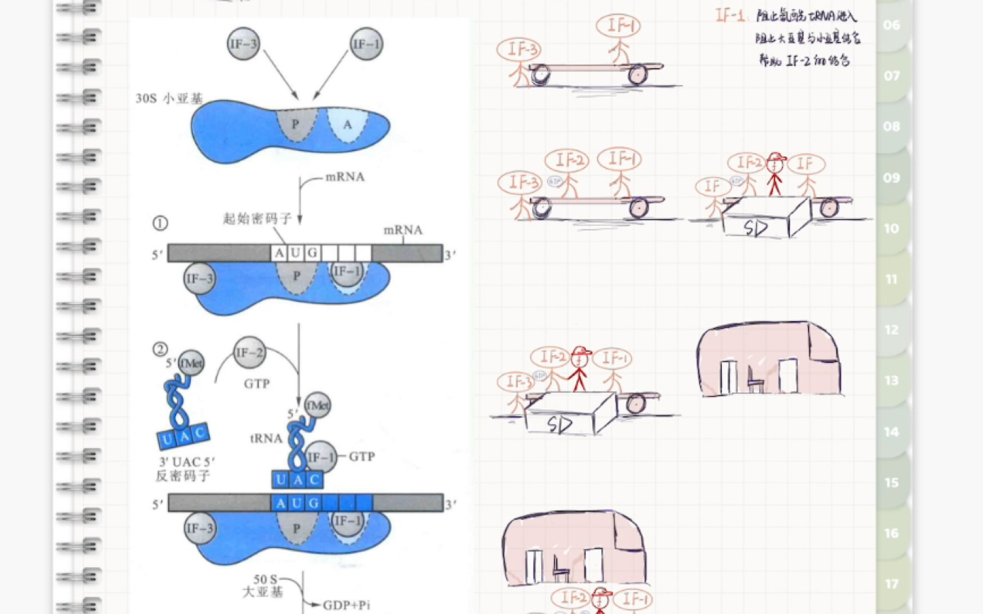 自用复盘:原核生物翻译起始过程和翻译起始因子哔哩哔哩bilibili