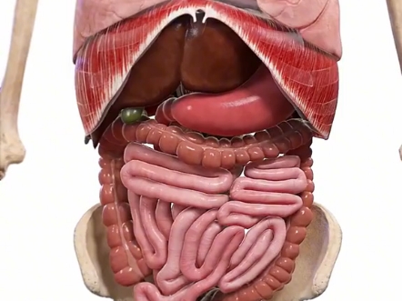 《透视人体内脏:生命的核心交 响》