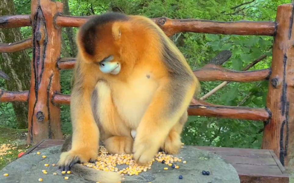 [图]佛坪熊猫谷偶遇金丝猴觅食