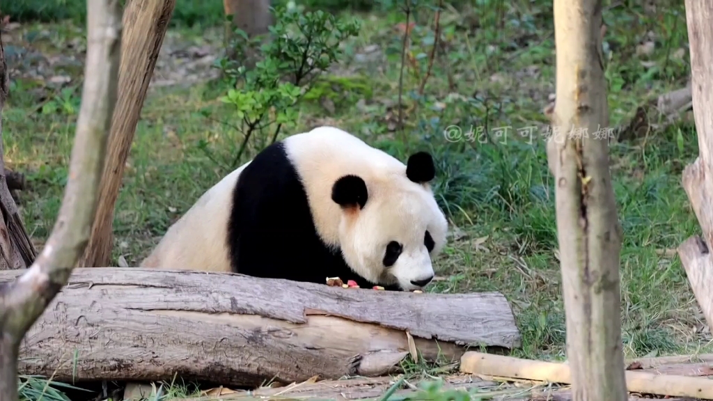 大熊猫晶亮睡醒了吃窝头苹果