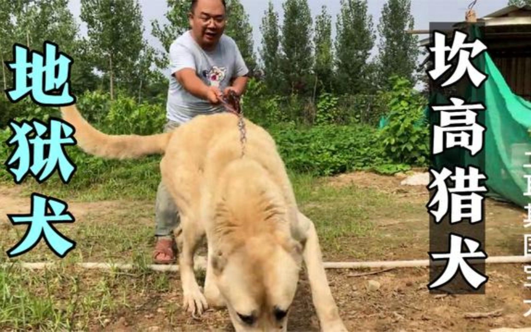 [图]坎高被称为“地狱犬”狼都敢咬却不咬人，也被土耳其称为国宝猎犬