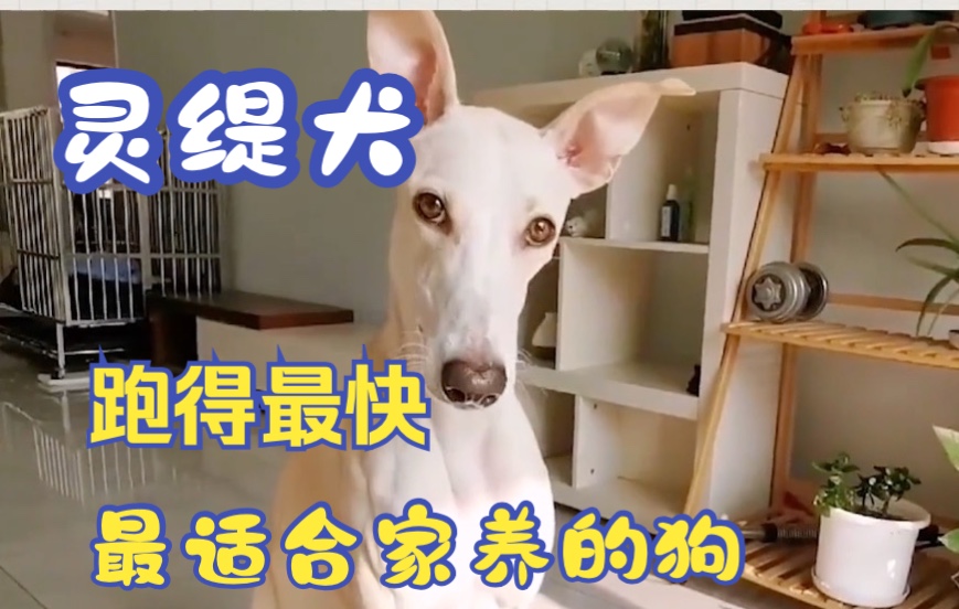 Top适合家养的狗|灵提、格雷伊猎犬!奔跑速度z快,每小时高达72公里!哔哩哔哩bilibili