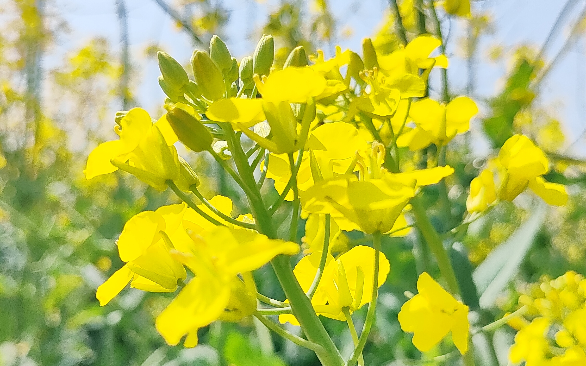 寻找古诗里的春天～黄花如散金