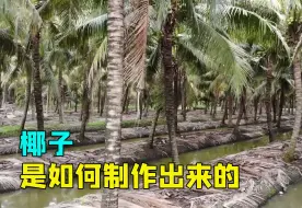 Download Video: 越南的椰子林，特殊的水沟提高了生产力，一天就能收割整片林子