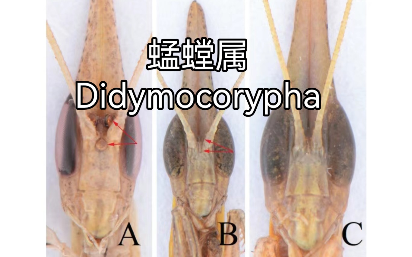 【中国螳螂目4】蜢螳属Didymocorypha哔哩哔哩bilibili