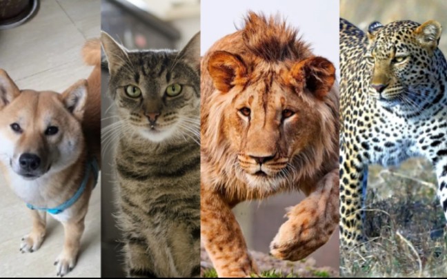 猫科和犬科 打架的区别