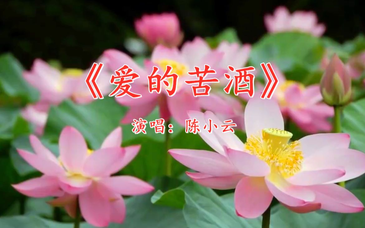 陈小云演唱爱的苦酒旋律优美经典好听回味无穷百听不厌