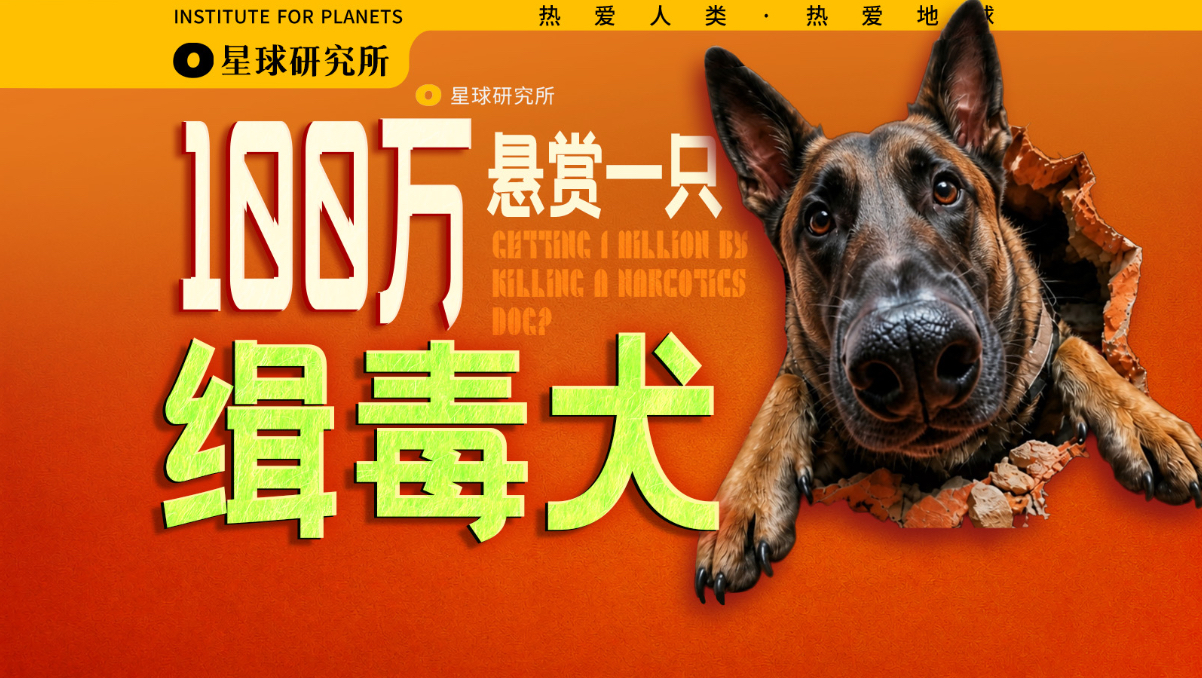 中国缉毒犬能飞