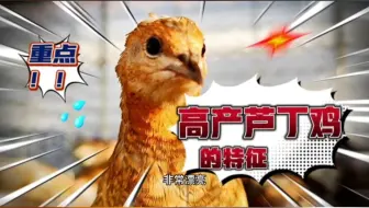 网购的芦丁鸡非常漂亮为什啥下蛋少？高产芦丁鸡都有什么特征！