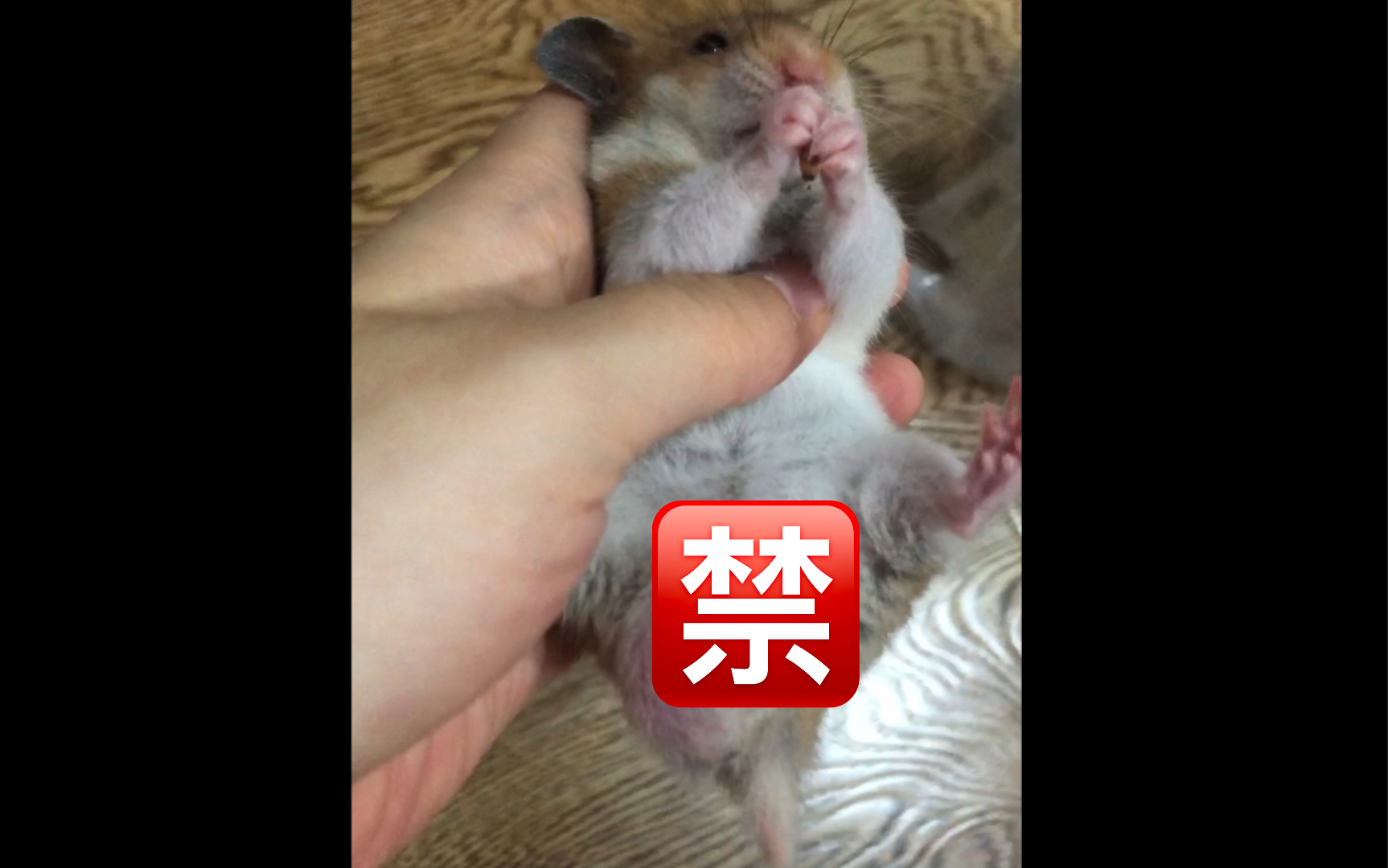 仓鼠鼠鼠蛋蛋可以缩起来富贵可以变成女孩子