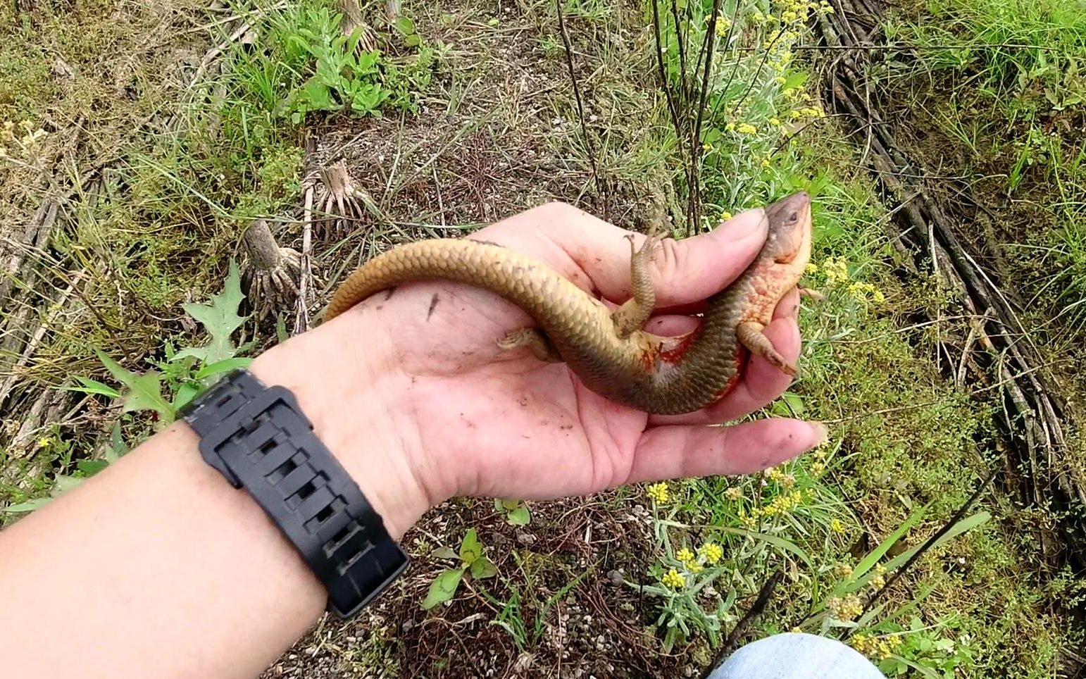 小伙田野挖野菜,抓住一条"狗母蛇"给大家认识一下_哔哩哔哩 (゜-゜)つ