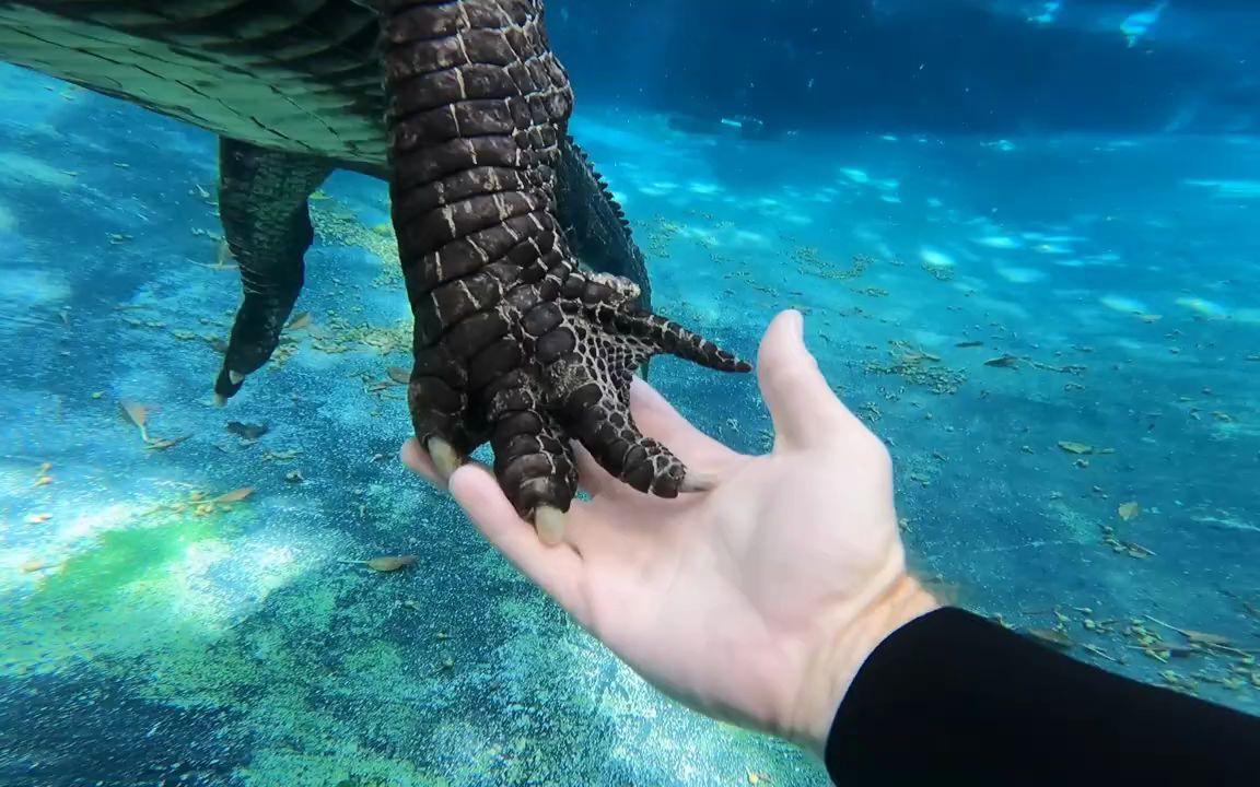 鳄鱼游泳深水图片