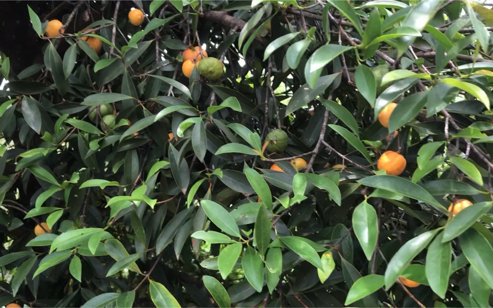 家里面的岭南山竹子都没有什么人吃,在树上都熟开裂了