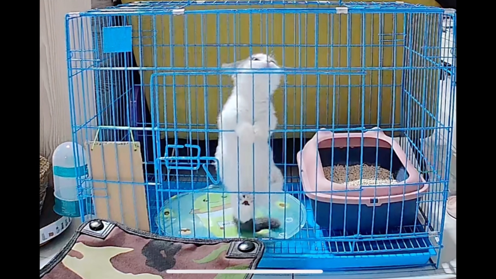 梦到养个猴子