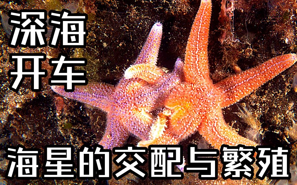 【深海开车】海星的交配与繁殖哔哩哔哩bilibili