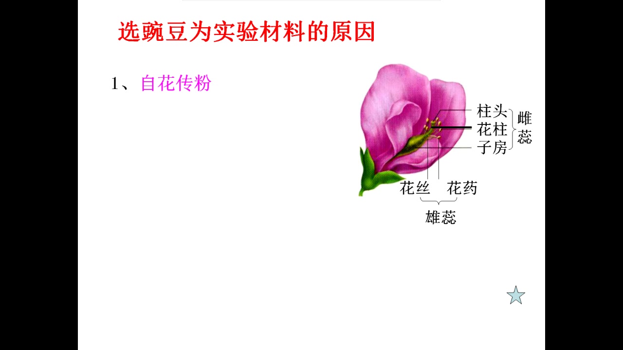 [图]《遗传与进化》第一章 遗传因子的发现 孟德尔的豌豆杂交实验（一）第一课时