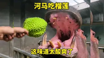 Descargar video: 河马吃榴莲，这味道也太酸爽了！