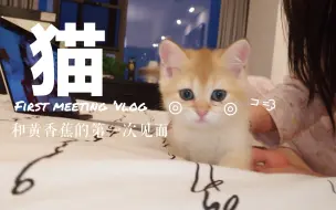 Download Video: 【黄好厉害】我也是有猫的人啦！黄香蕉从陌生到熟悉超快速切换