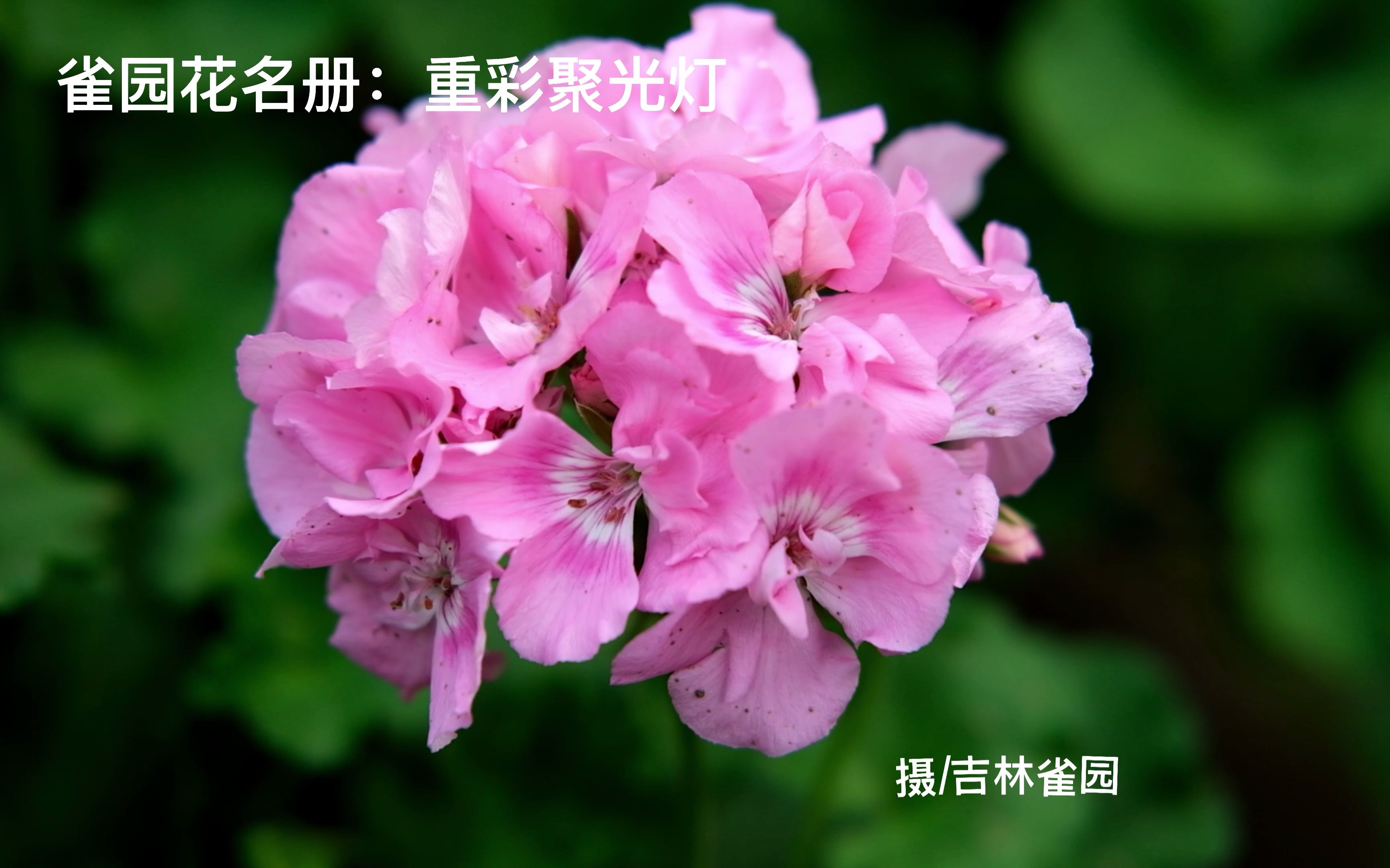 花卉 直立天竺葵:重彩聚光灯 植株中等 超大花球 非常勤花 优秀品种