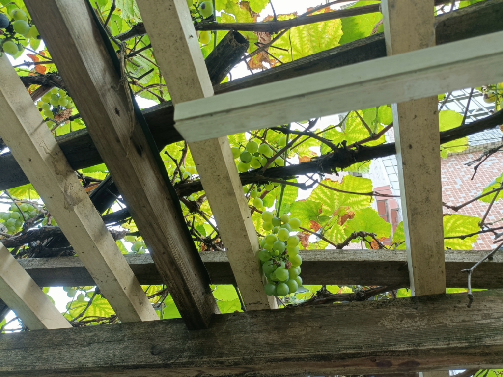 炎炎夏日,葡萄树架下乘凉