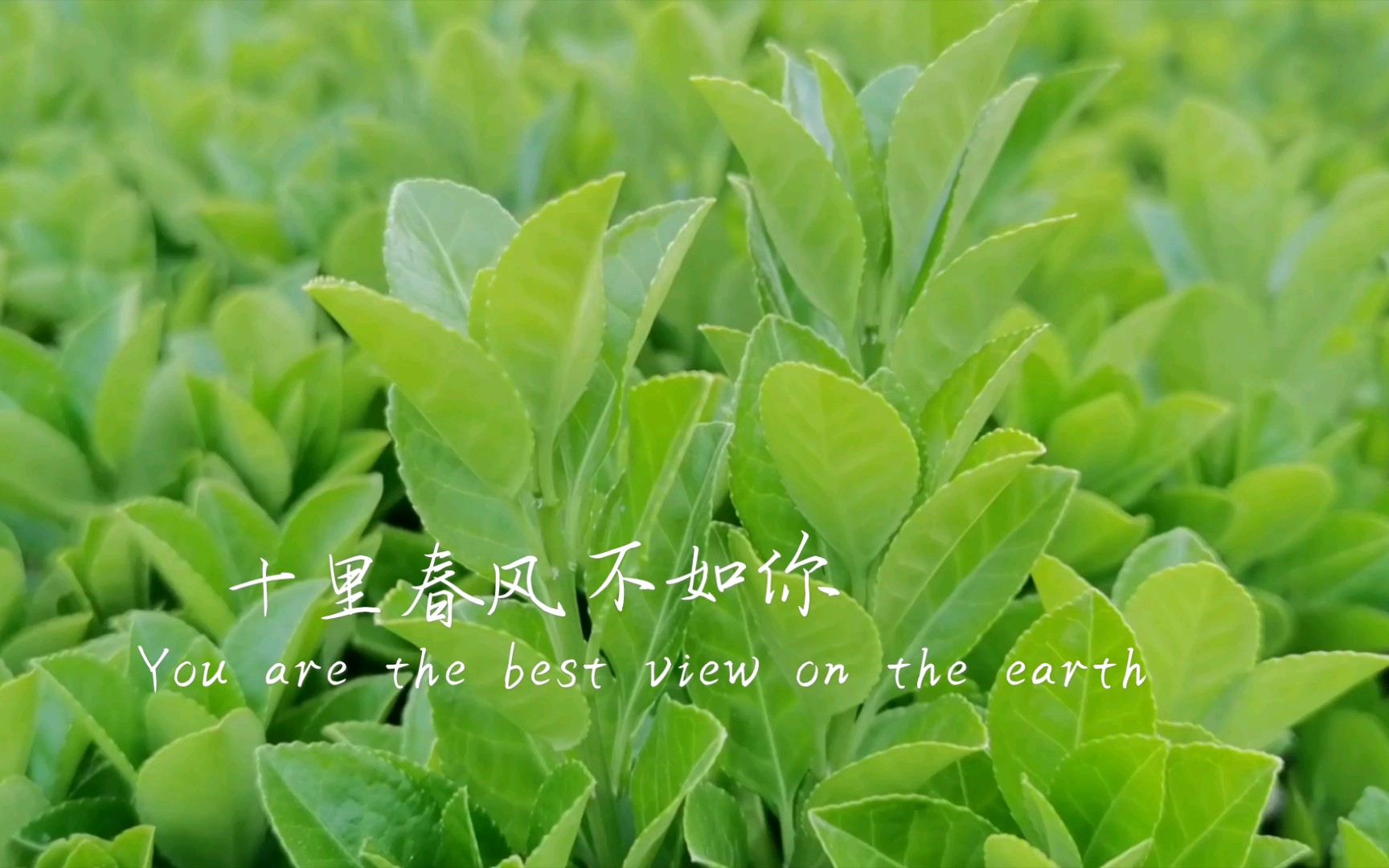 春水初生,春林初盛,春风十里不如你