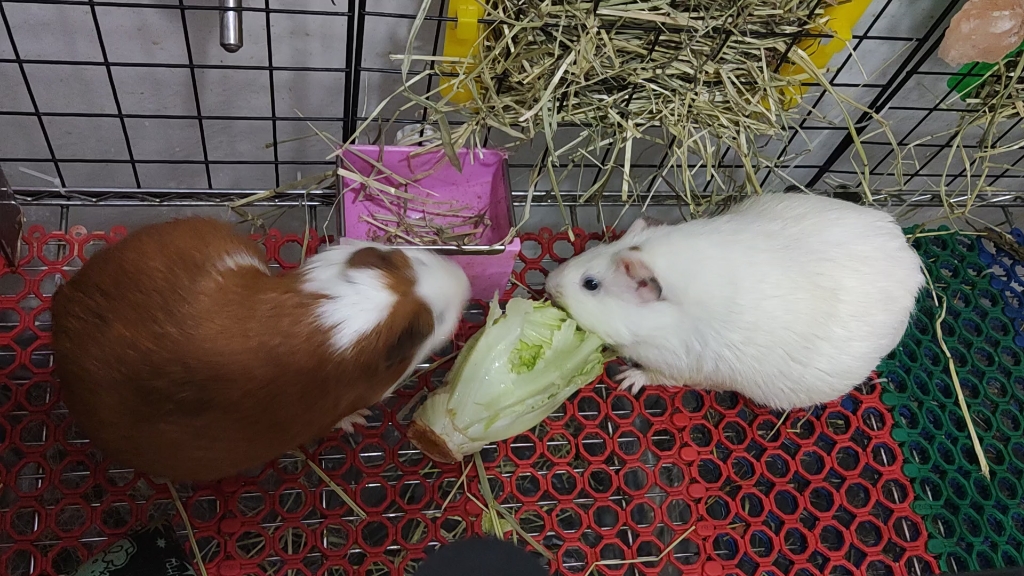 [荷兰猪]来看两个胖子啃生菜