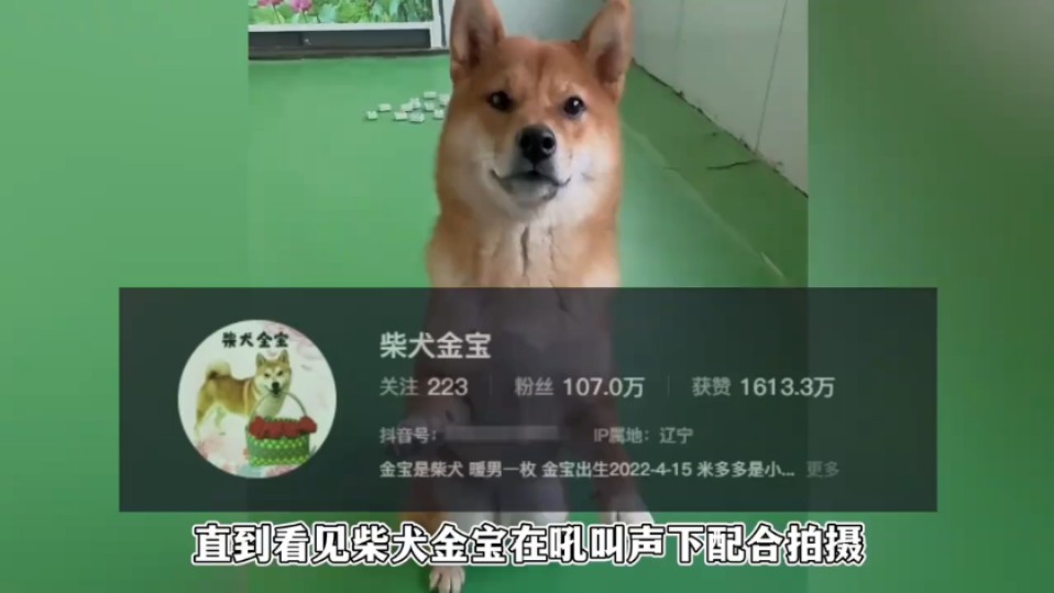 百万网红柴犬金宝塌房,主人呵斥小狗配合拍视频,饲养方式引争议哔哩哔哩bilibili