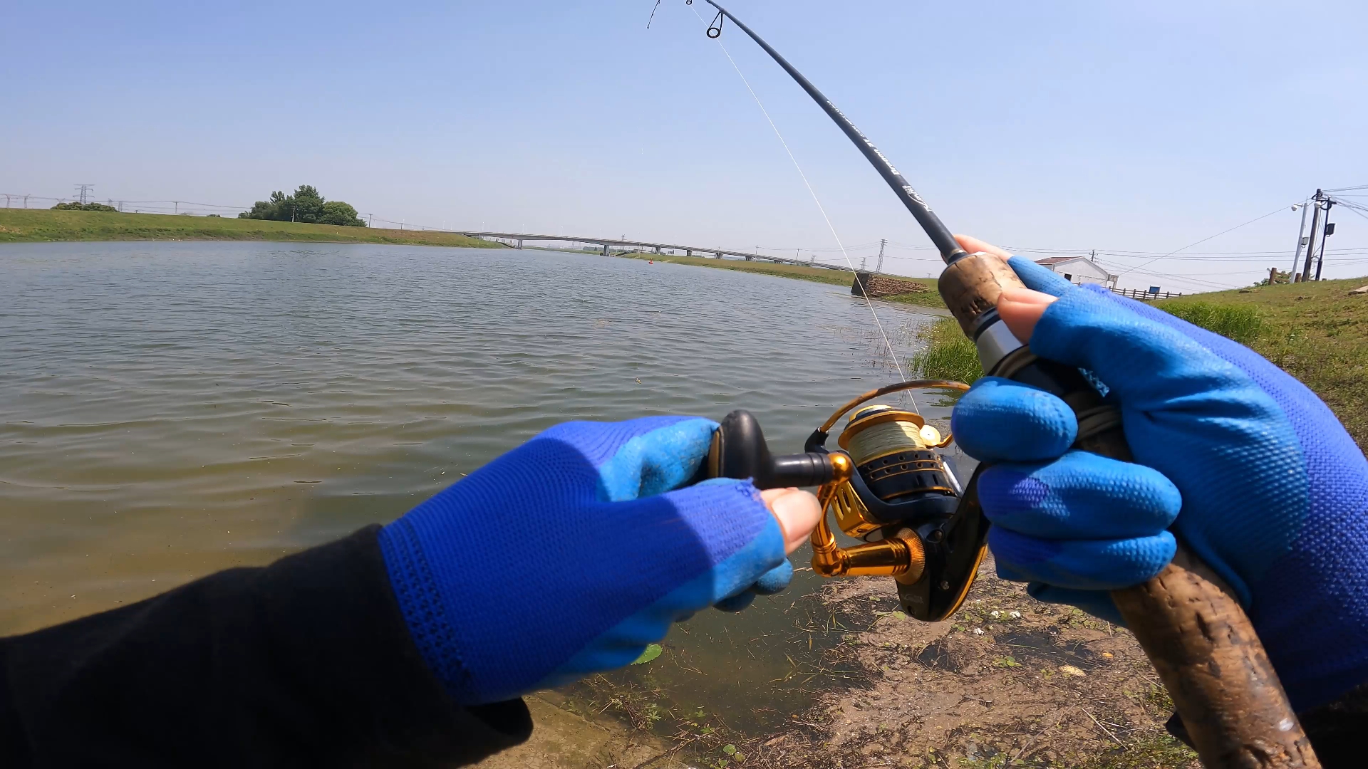南京河道路亚钓鱤鱼,红尾等,游钓五湖四海