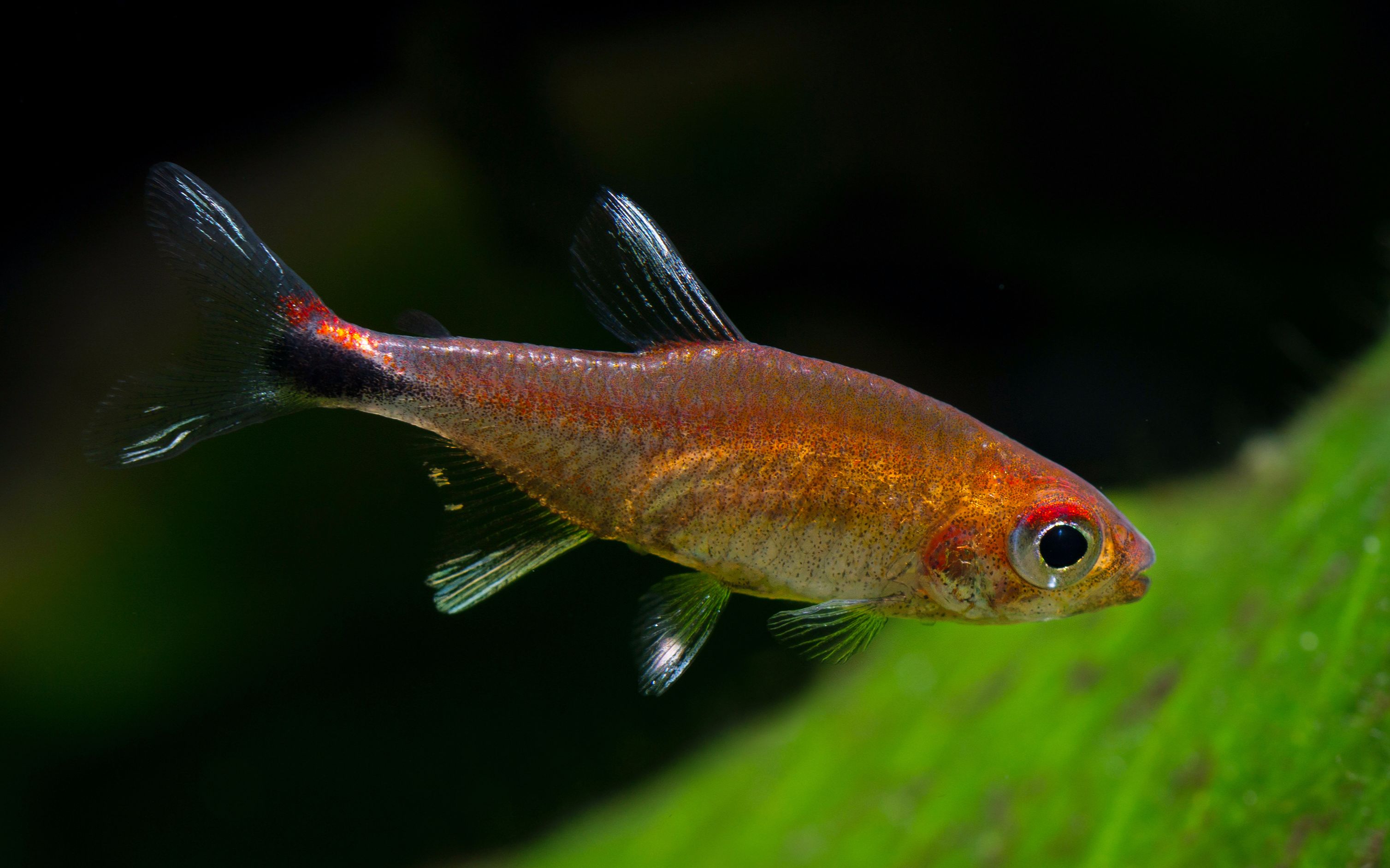 【自家鱼缸】 【灯鱼】 【热带鱼】血红露比