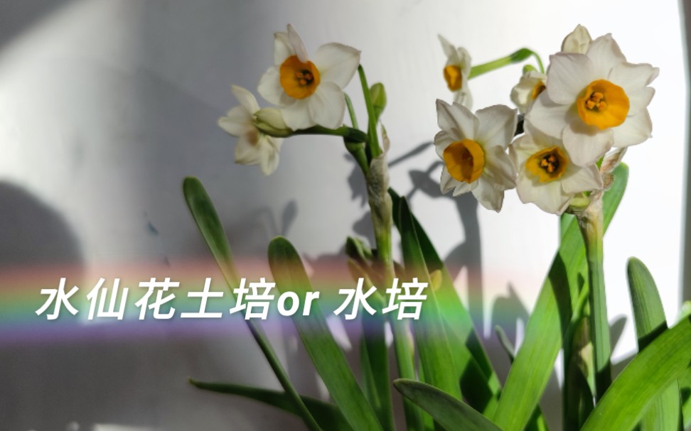 [图]第一次种水仙花