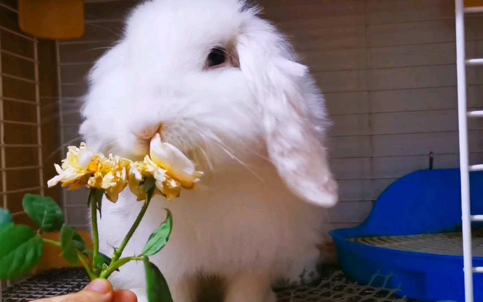 所以说,残花败柳兔子还是吃的?