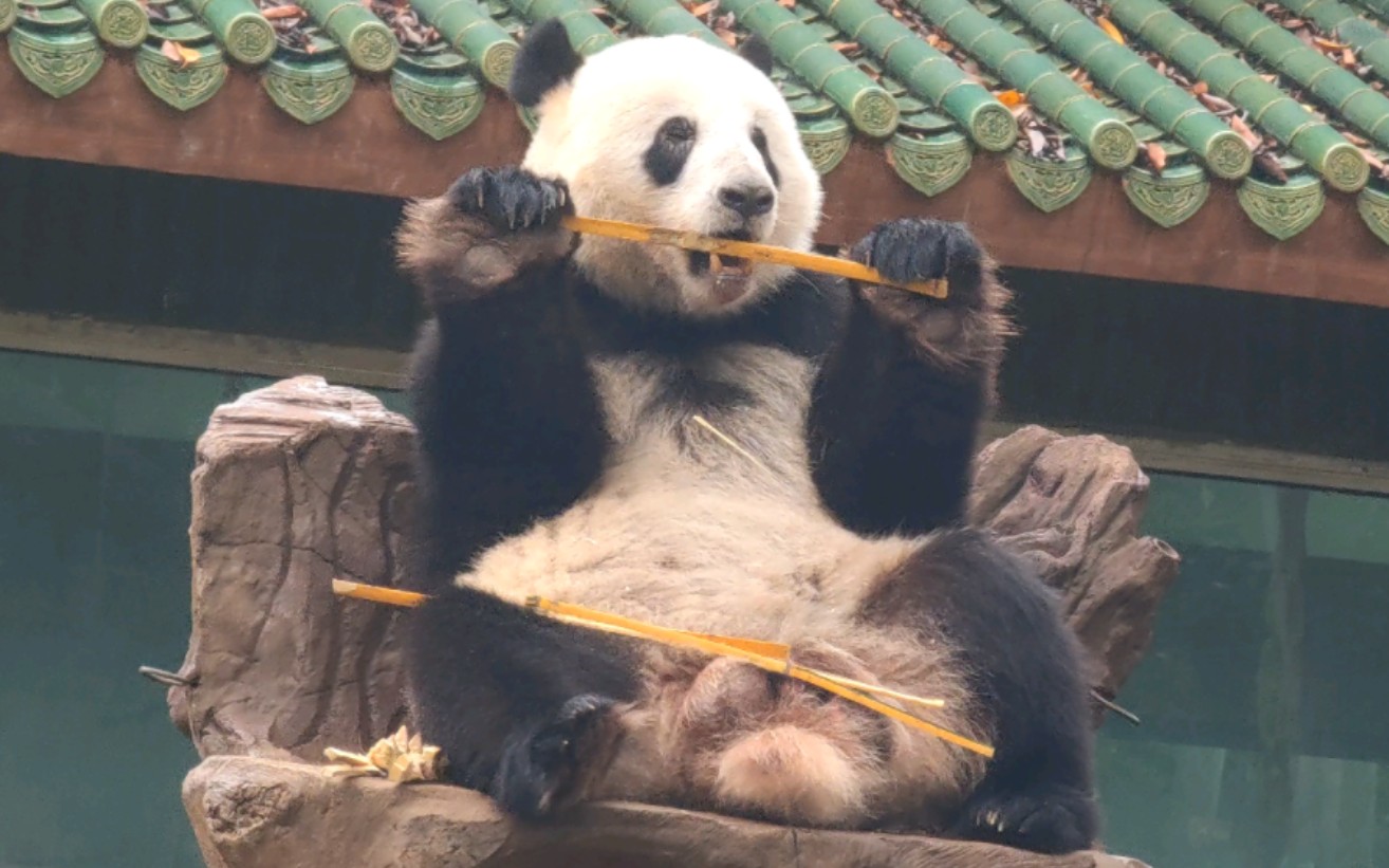 【大熊猫星一】坐的高吃的香