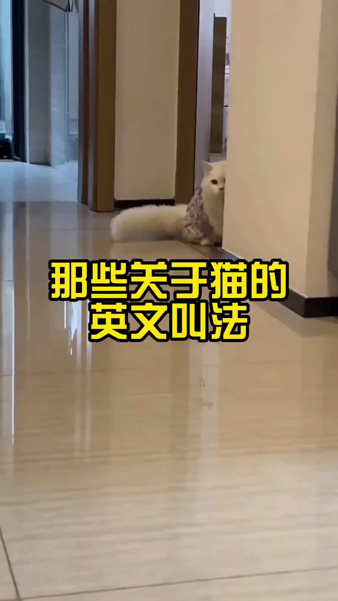 那些关于猫的英文叫法哔哩哔哩bilibili