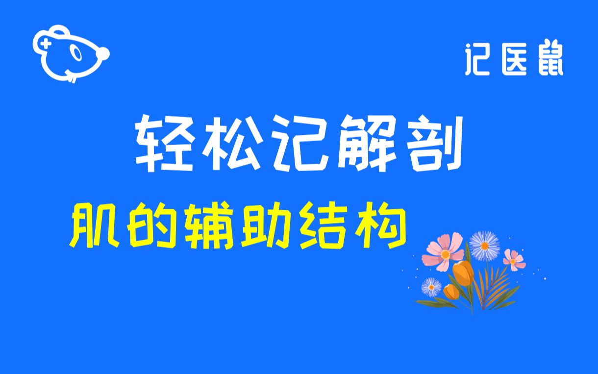 63 解剖 轻松记肌的辅助结构哔哩哔哩bilibili