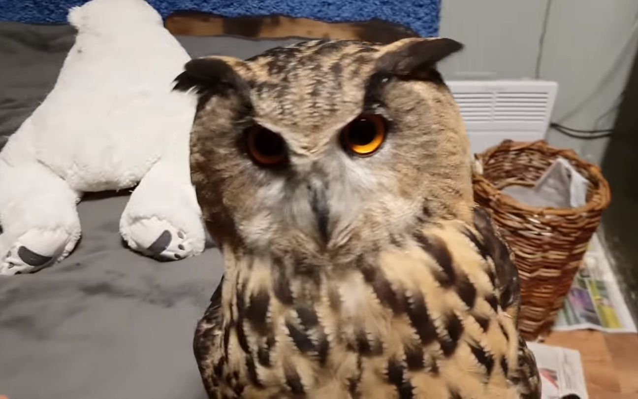 叫了12声咕咕就可以扔出去的雕鸮yoll