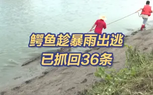 Download Video: 不要靠近！广东鳄鱼暴雨中出逃已抓回36条