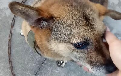 摸狗头进行中![中华田园犬]