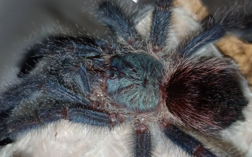 玛格丽塔岛粉趾,粉趾真是怎么看都好看!