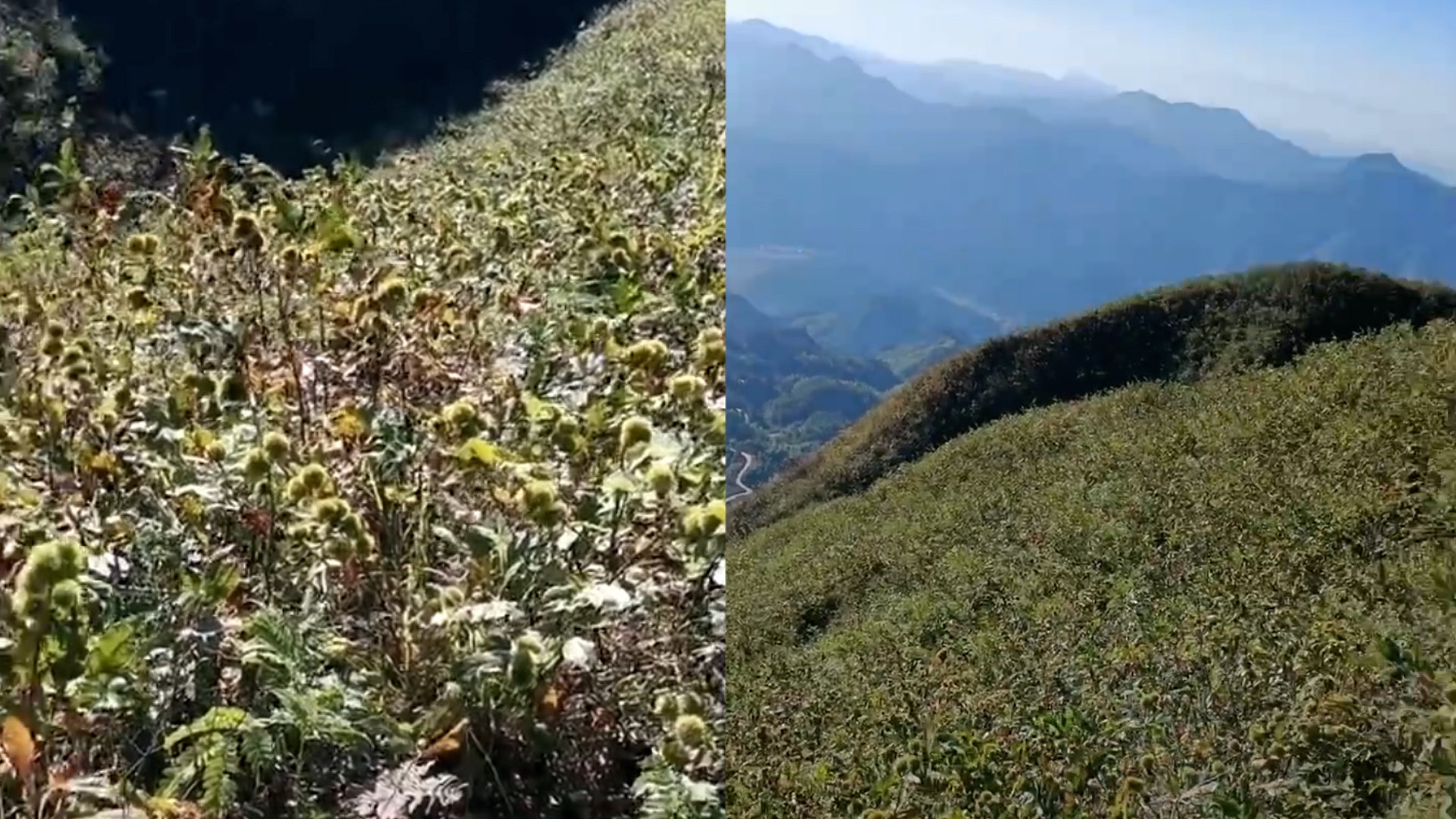 男子荒山发现大片野生毛栗子,采摘几十斤味道也极好:完全摘不完哔哩哔哩bilibili