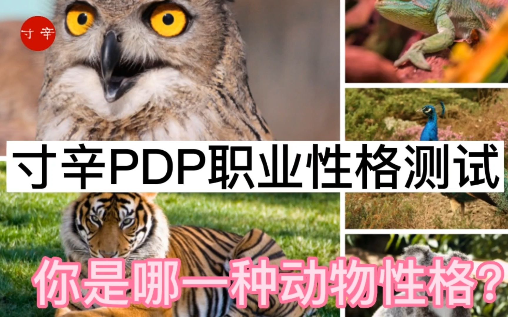 寸辛PDP职业性格测试:你是哪一种动物性格?哔哩哔哩bilibili