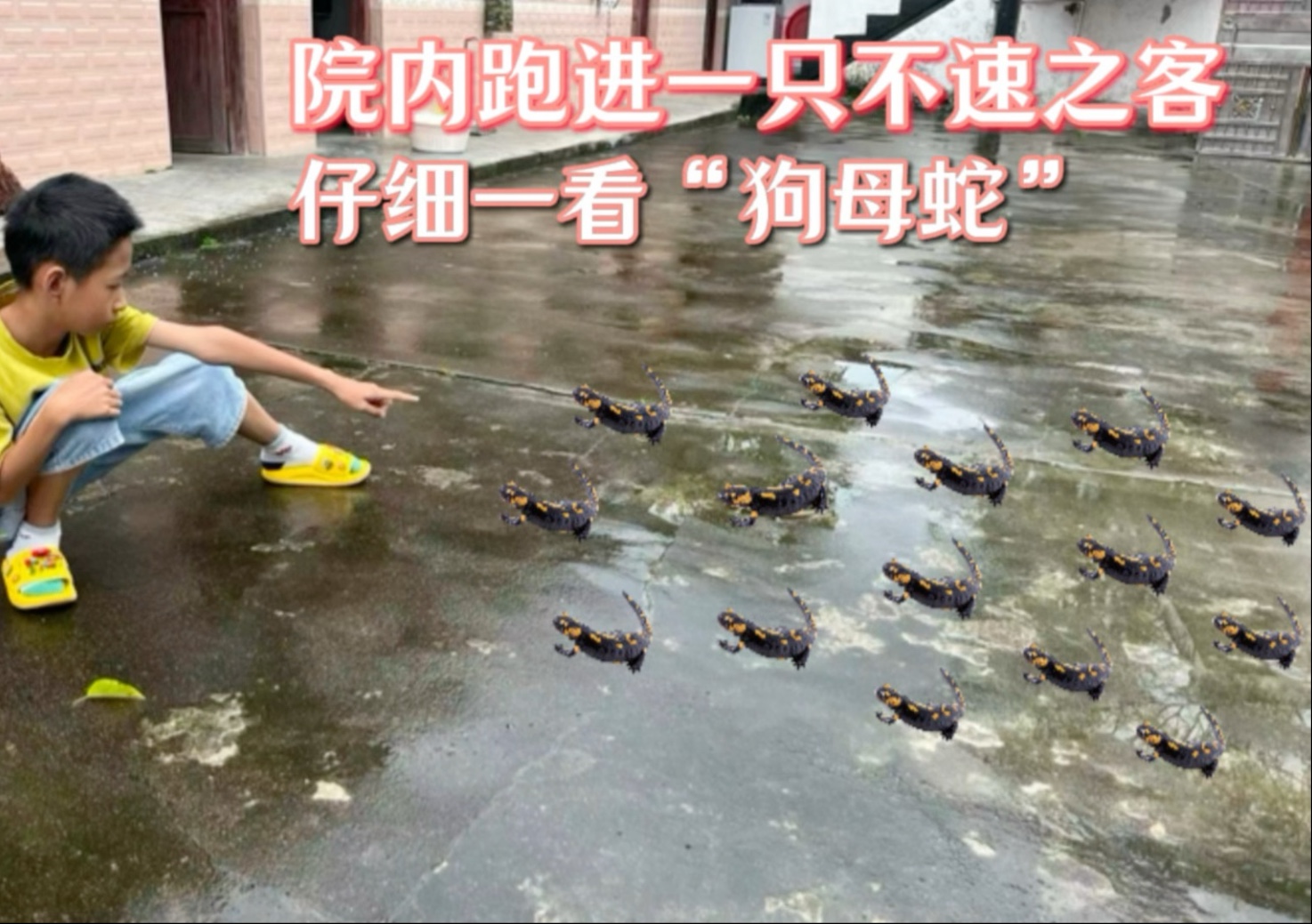 "狗母蛇"你们认识吗?很多人没见过,老院内进来一只,来看看